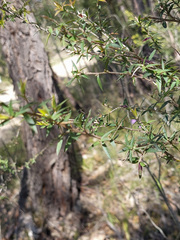 Leptospermum continentale