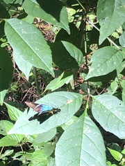 Astraptes fulgerator azul