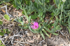 Carpobrotus rossii