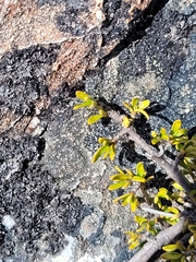 Coprosma cheesemanii