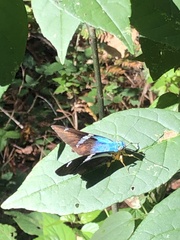 Astraptes fulgerator azul
