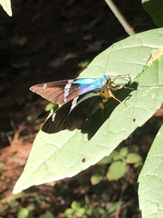 Astraptes fulgerator azul
