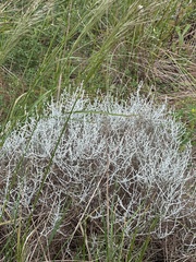 Leucophyta brownii