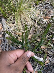 Platysace lanceolata