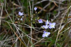 Veronica gracilis