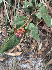 Lasiopetalum