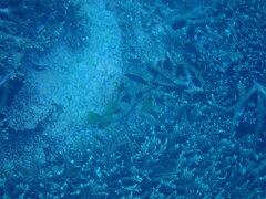 Diodon liturosus