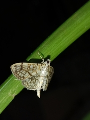Haritalodes derogata