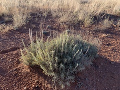 Artemisia bigelovii
