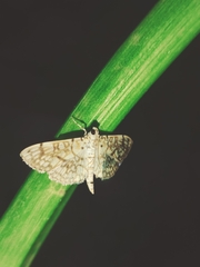 Haritalodes derogata