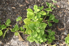 Tetragonia implexicoma