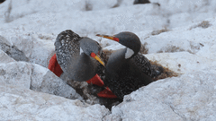 Poikilocarbo gaimardi