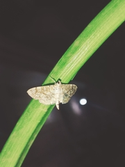 Haritalodes derogata