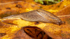 Prophysaon andersonii