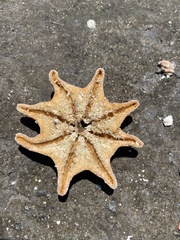 Meridiastra calcar