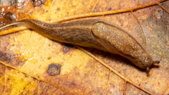 Prophysaon andersonii