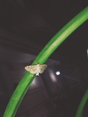 Haritalodes derogata