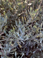 Artemisia bigelovii