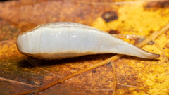 Prophysaon andersonii