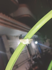 Haritalodes derogata