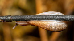 Prophysaon andersonii