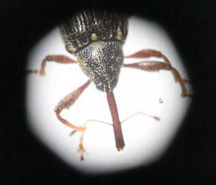 Curculioninae