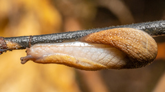 Prophysaon andersonii