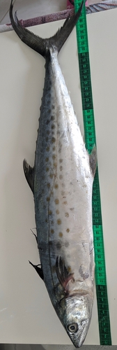 Serra Spanish mackerel (Scomberomorus brasiliensis) — Scombridae — 5