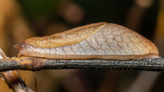 Prophysaon andersonii
