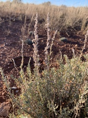 Artemisia bigelovii