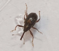 Curculioninae