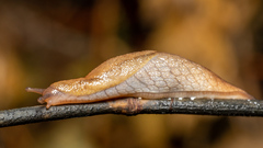 Prophysaon andersonii
