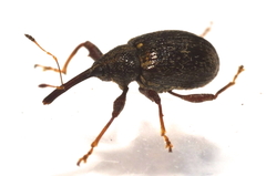 Curculioninae