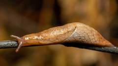 Prophysaon andersonii