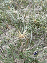 Spinifex sericeus