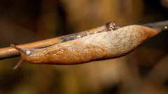 Prophysaon andersonii