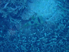 Diodon liturosus