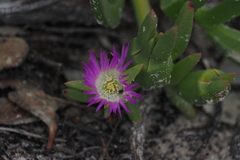 Carpobrotus rossii