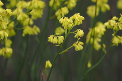 Glischrocaryon behrii