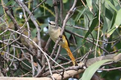 Pericrocotus cinnamomeus