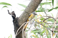 Pericrocotus cinnamomeus