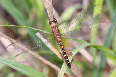 Hydrobasileus brevistylus