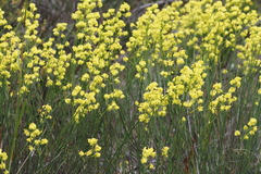 Glischrocaryon behrii