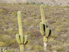 Trichocereus atacamensis