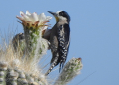 Melanerpes cactorum