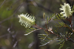 Grevillea sessilis