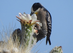 Melanerpes cactorum