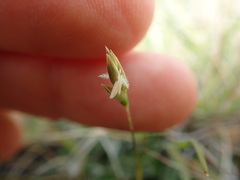 Rytidosperma exiguum