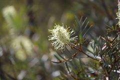 Grevillea sessilis