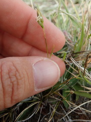 Rytidosperma exiguum